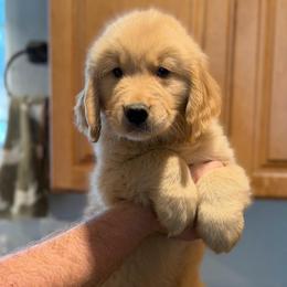Black Collar - Golden male Golden Retriever puppy in Fair Oaks, California from Twisted Ranch Retrievers