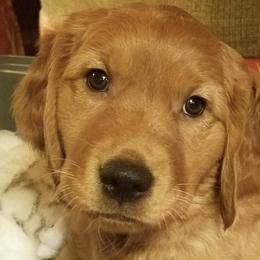 Golden Retriever Puppies from Green Mountain Golden Retrievers