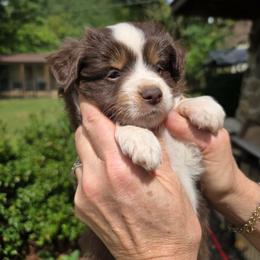 Reese - Red tri male Toy Australian Shepherd puppy in Tremont, Tennessee from 2 Blue Toy Aussies