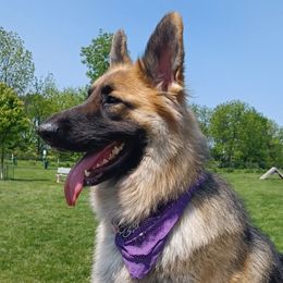 Jenna - Shiloh Shepherd