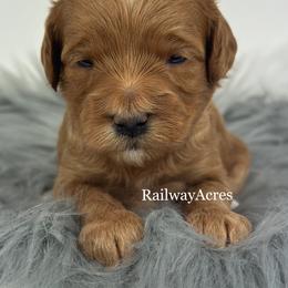 Summer-Petite - Red  female Goldendoodle puppy in Milford, Indiana from Railway Acres Kennel