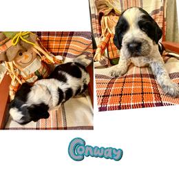 Conway - Black and white male English Springer Spaniel puppy in Madison, Indiana from McCollough's Pawsome Spaniels and Danny's Delightful Dachshunds