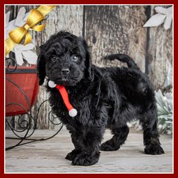 Pilgram - Black male Cockapoo puppy in Connersville, Indiana from Deaz Doodle Ranch