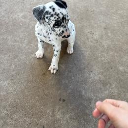 Guardian - White and black male Dalmatian puppy in Fort Cavasos, Texas from Mainstreet Dalmation