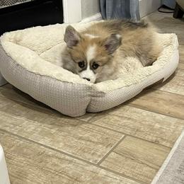 Miniature American Shepherd and Pembroke Welsh Corgi Puppies from Zugspitze Pembroke Welsh Corgis & Mini American Shepherds