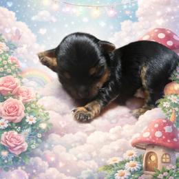 DRAGOMIRA - Black and gold female Yorkshire Terrier puppy in Los Angeles, California from WESTWAY Yorkies