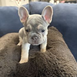 French Bulldog Puppies from Amber Gomes