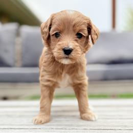 Cosmo (black collar) - Apricot male Goldendoodle puppy in Twin Falls, Idaho from Magic Valley Family Doodles