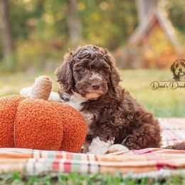 Espresso - Brown and white male Aussiedoodle puppy in Roebuck, South Carolina from Dani's Dandy Doodles