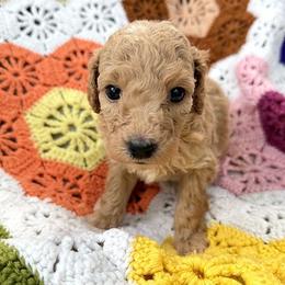 Girl 1 - female Goldendoodle puppy in Bentonville, Arkansas from Bentonville Doodles