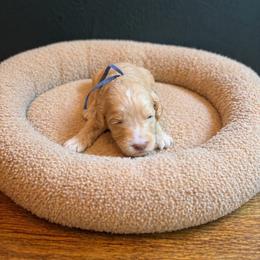 Toby (Keith) - Caramel cream male Australian Labradoodle puppy in Millville, California from Hope Lane Kennels