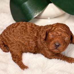 The Little Gentleman - Red  male Poodle puppy in Davie, Florida from Dave Poodles