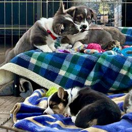American Corgi Puppies from Patriot American Corgi