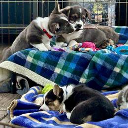 American Corgi Puppies from Patriot American Corgi