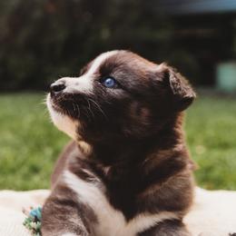 Pomeranians and Siberian Huskies from Meagan's Siberian Huskies & Pomeranians