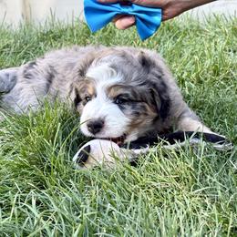 Azurite - Tri-color male Bernedoodle puppy in Roy, Utah from Doodles are Amazing