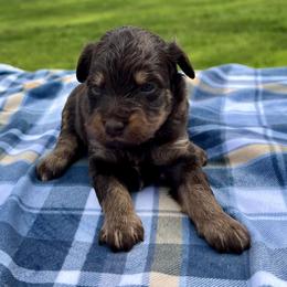 Ryder - Red tri-color male Aussiedoodle puppy in Liberty, Texas from Poodles and Doodles Most Excellent Adventures