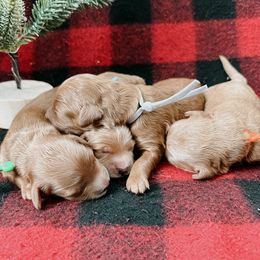 Goldendoodle and Poodle Puppies from Desert Born Kennel