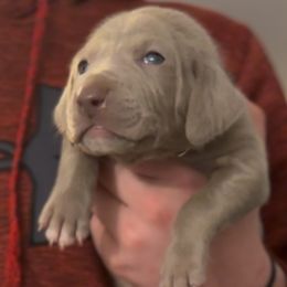 Green - Silver gray male Weimaraner puppy in Aitkin, Minnesota from Whispering’s GunDogs