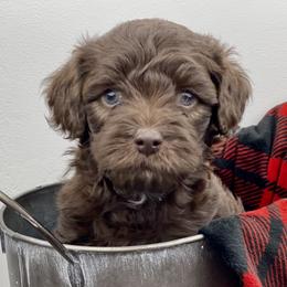 Australian Labradoodle Puppies from Grand Peaks Labradoodles