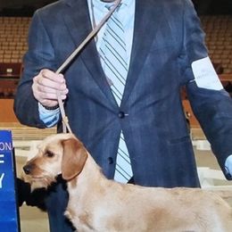 Dachshunds from Lea's Miniature Wirehaired Dachshunds