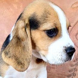 Ace - Beagle puppy from Beam's Beagles
