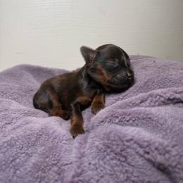 Maple - Brindle female Poodle puppy in Atlanta, Georgia from YorkShih Pup & Co