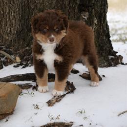 Bo - Red tri-color male Miniature American Shepherd puppy in Robinson, Texas from Stellar Miniature American Shepherds