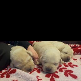 Boy 2 - Yellow male Labrador Retriever puppy in Gerber, California from In The Zone Dog Training and Breeding