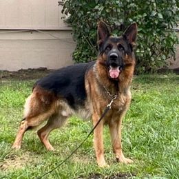 Otto - Black and red male German Shepherd puppy in Stockton, California from Zaragoza German Shepherds