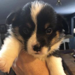 Border Collies, Dachshunds, and Pembroke Welsh Corgis from Divine Dogs