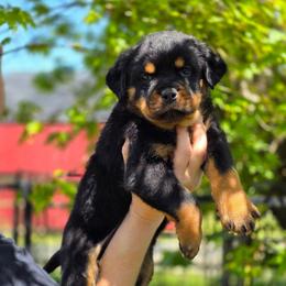 Kermit - Black and mahogany male Rottweiler puppy in Cottage Grove, Oregon from Divine Rottweilers