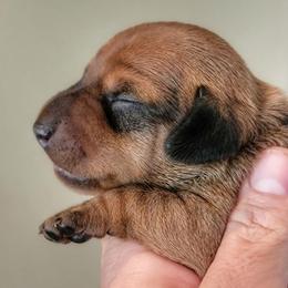 Blueprint K2 Litter - Red male Dachshund puppy in Mountain Grove, Missouri from Blueprint K9 Dachshunds- www.BlueprintK9.com