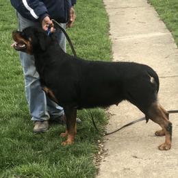 Pony - Rottweiler