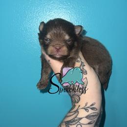 Prince Charming - 3500.00 dollars - Chocolate and tan male Pomeranian puppy in Perry County, Ohio from Speechless Pom’s