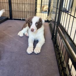 Orange Boy - White and red male Border Collie puppy in Miami, Florida from A&S Border Collies