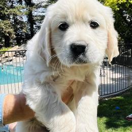 Golden Retriever Puppies from Puppy Love, Hall's Goldens