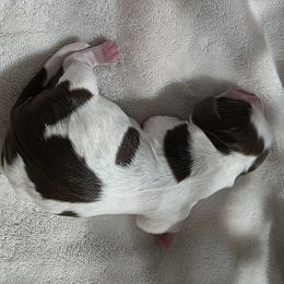 Hoku - Liver white and roan male English Springer Spaniel puppy in Florida from Thunderbird Springers