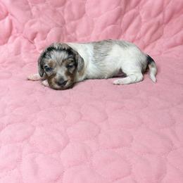 Jovi - Dapple female Dachshund puppy in Richmond, Virginia from Paw Prints