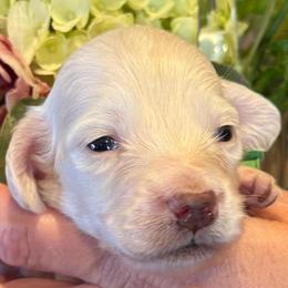 Prince Henery green Collar cream - Cream male Dachshund puppy in El Cajon, California from Lisa Buxton