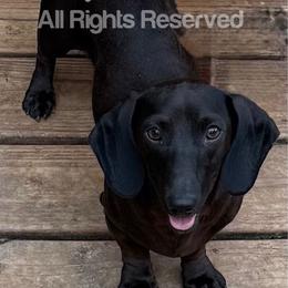 Spooks - Dachshund
