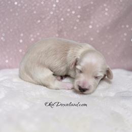 Ana - Cream female Dachshund puppy in Oklahoma City, Oklahoma from OkieDoxieland Dachshunds