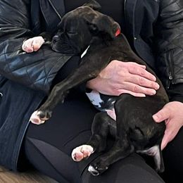 Boxer Puppies from Winchester Boxers