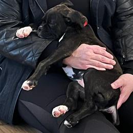 Boxer Puppies from Winchester Boxers