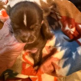 Ruger - Chocolate and white male Chihuahua puppy in Fallon, Nevada from Blue Chihuahuas of Nevada