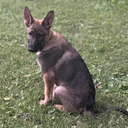 Light Blue Collar - Sable female German Shepherd puppy in Mc Loud, Oklahoma from Hilbun Family Kennels