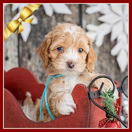 Roland - Red male Cockapoo puppy in Connersville, Indiana from Deaz Doodle Ranch