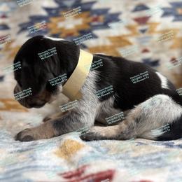 Honey - Blue ticked and tan female Bluetick Coonhound puppy in Mount Pleasant, Texas from Harmons Hounds