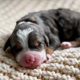 Macademia “Mia” yellow collar - Blue merle female Bernedoodle puppy in Colorado Springs, Colorado from Mercy Mountain Bernedoodles