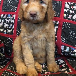 Labradoodle Puppies from Hippie Hollow Doodles
